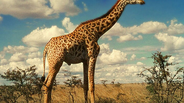 Sunset Safari Big 5 Aquila with Snacks and Wine Tasting