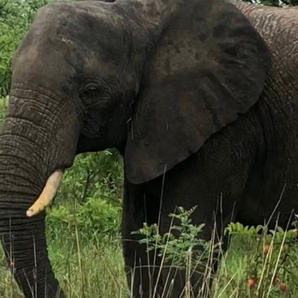 7 Days Kruger National Park Private Tour