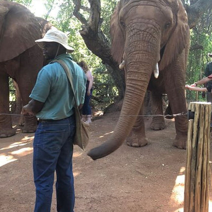 Elephant & Monkey Sanctuary Tour from Johannesburg