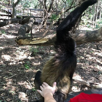 Elephant & Monkey Sanctuary Tour from Johannesburg