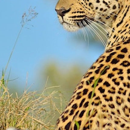 Cape Town: Small-Group Aquila Safari Tour with Wine Tasting
