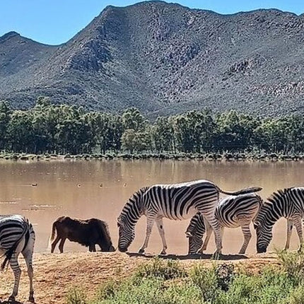 Sunset Big 5 Aquila Safari Snacks and Wine Tasting