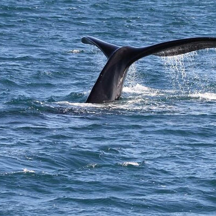 Whale Watching in Hermanus: Must-Do Activity in Cape Town, SA