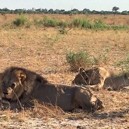 7 Days Kruger National Park Private Tour