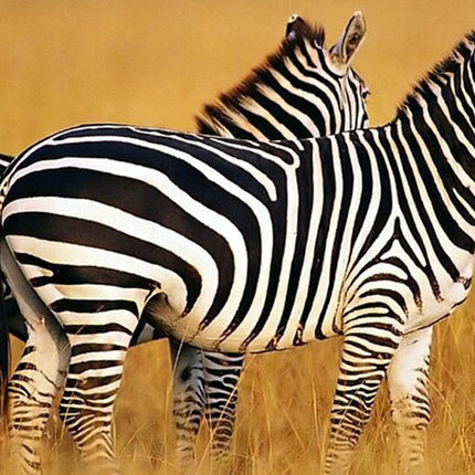 Sunset Safari Big 5 Aquila with Snacks and Wine Tasting