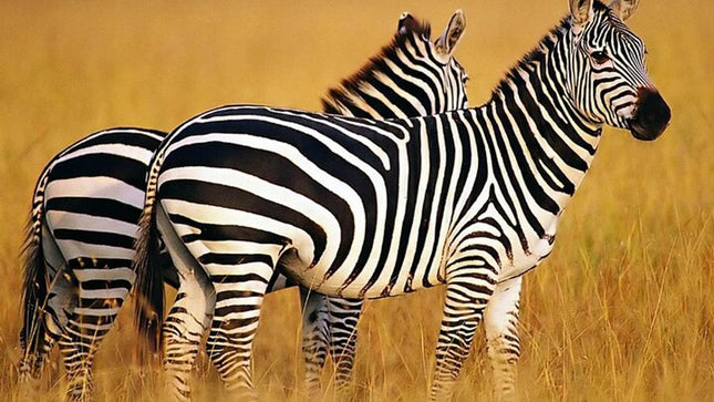 Sunset Safari Big 5 Aquila with Snacks and Wine Tasting