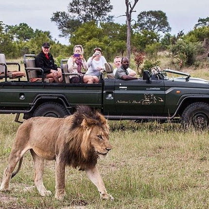 Kruger Park Safari