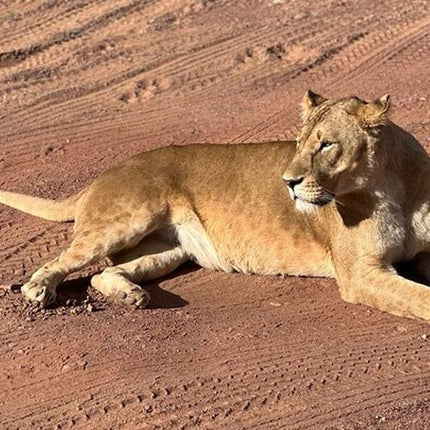 Early Morning Safari Big Five Experience