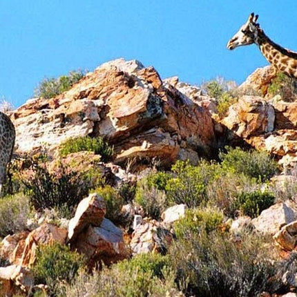 Cape Town Inverdoorn Game Reserve Tour