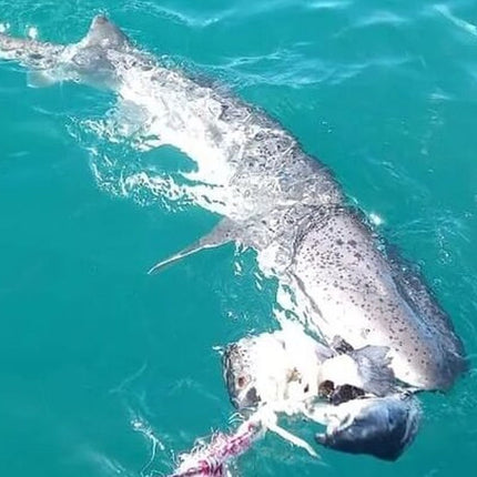 From Cape Town Shark Cage Diving and Viewing in Gansbaai