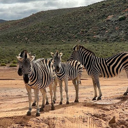 Early Morning Safari Big Five Experience