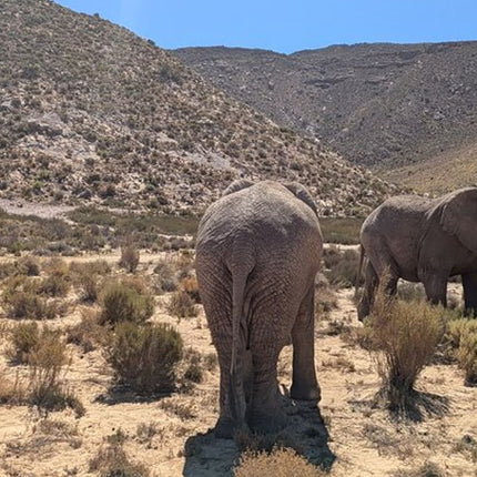 Aquila Afternoon Safari and Wine Tasting