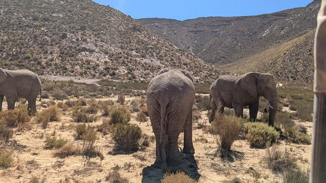 Aquila Afternoon Safari and Wine Tasting