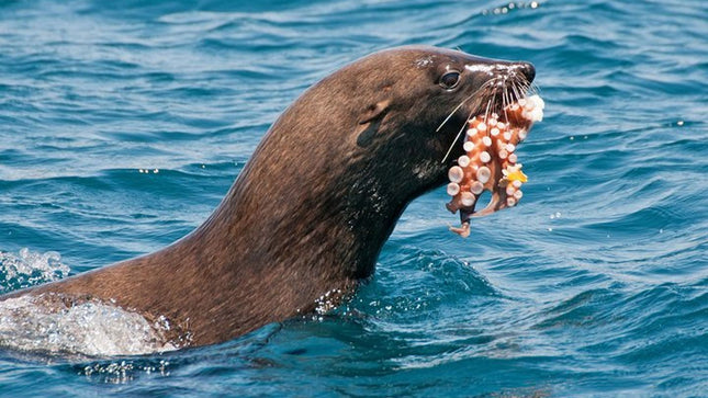 Combo Tour: Marine Wildlife Cruise and Cape Point PM