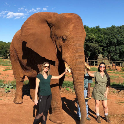 Elephant Sanctuary Tour from Johannesburg