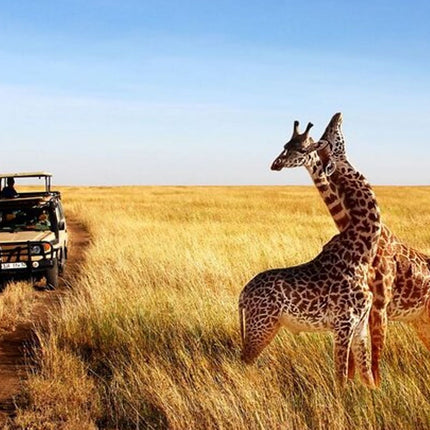7 Days Safari - Isimangaliso, Hluhluwe & Drakensberg from Durban