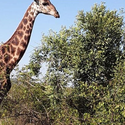 Durban Day Safari