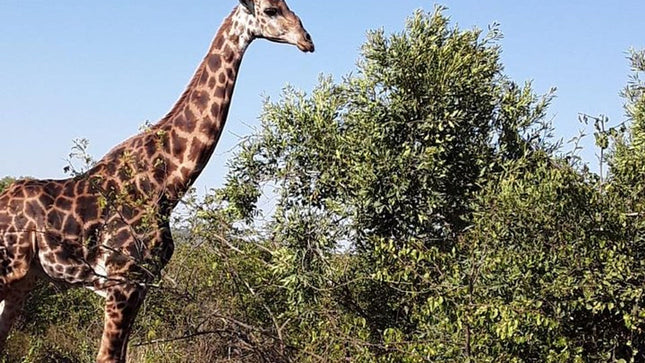 Durban Day Safari