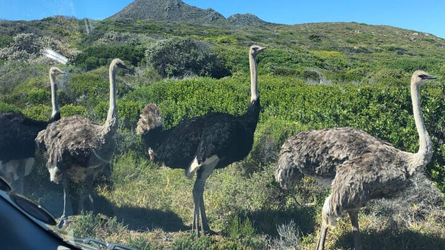 Cape Town and Cape of Good Hope Private Full-Day Tour