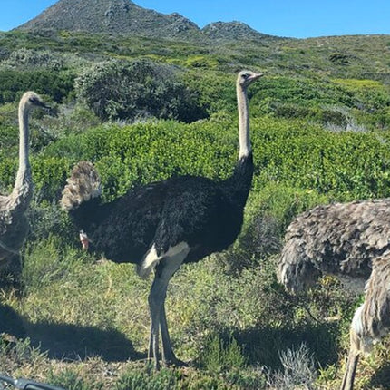 Cape Town and Cape of Good Hope Private Full-Day Tour