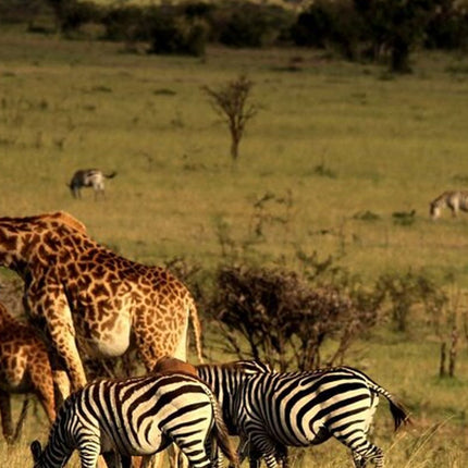 7 Days Safari - Isimangaliso, Hluhluwe & Drakensberg from Durban