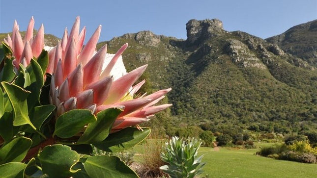 Robben Island ,Kirstenbosch Gardens and Groot Constantia.