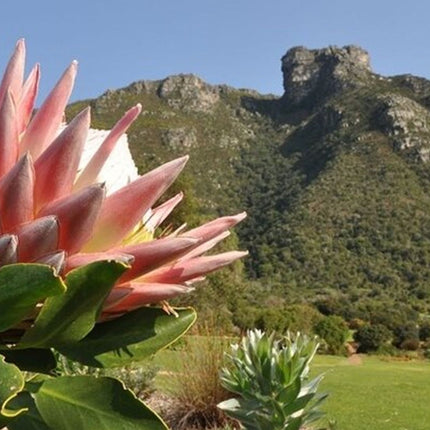 Robben Island ,Kirstenbosch Gardens and Groot Constantia.
