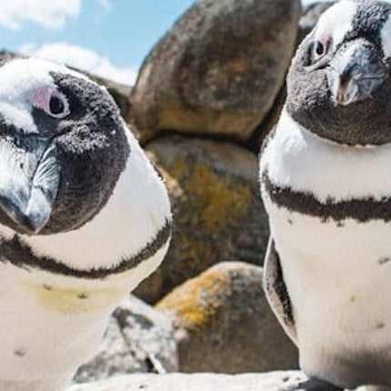Cape Point & Table Mountain: Small-Group Guided Tour + Transfers