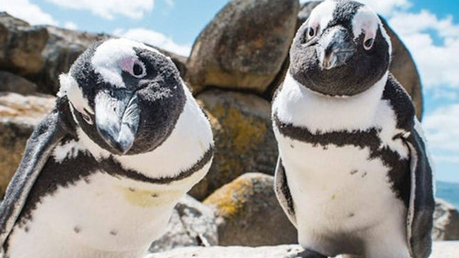 Cape Point & Table Mountain: Small-Group Guided Tour + Transfers